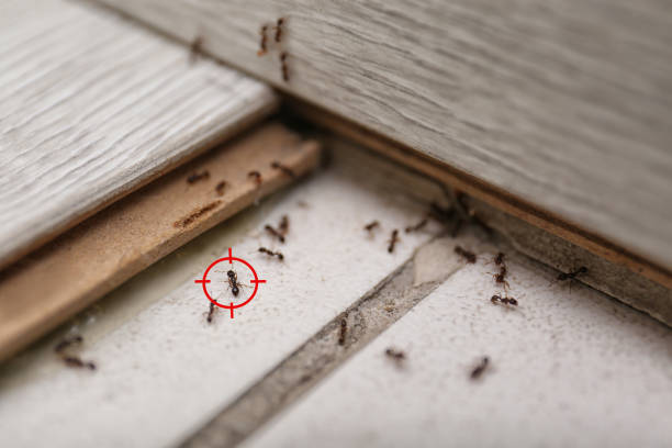 Best Best Pest Control Near Me  in Haskell, AR