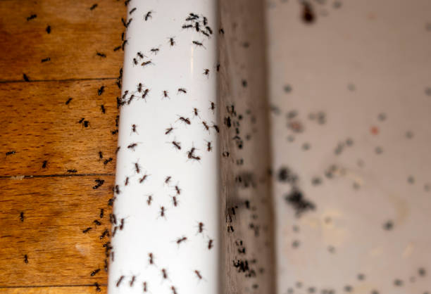 Haskell, AR Pest Control Company