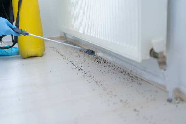 Best Pest Prevention Services  in Haskell, AR