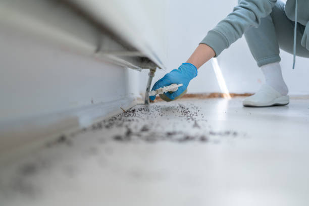 Best Affordable Pest Control Services  in Haskell, AR